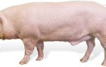 Ландрас порода свиней характеристика + фото