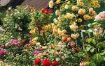 Цветымноголетники для сада неприхотливые долгоцветущие + фото