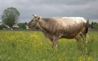 Костромская порода коров характеристика фото отзывы