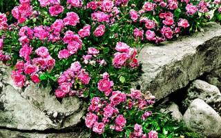 Почвопокровные розы фото описание и названия