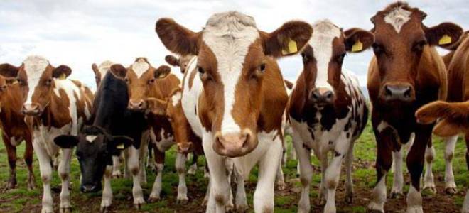 Айрширская порода коров характеристика фото отзывы