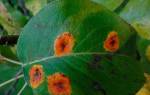 Болезни груши оранжевые пятна на листьях и наросты бурые и рыжие точки