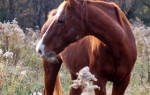 Буденновская лошадь описание породы фото характеристика