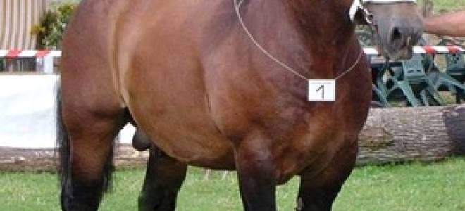 Породы лошадей с фото и описанием