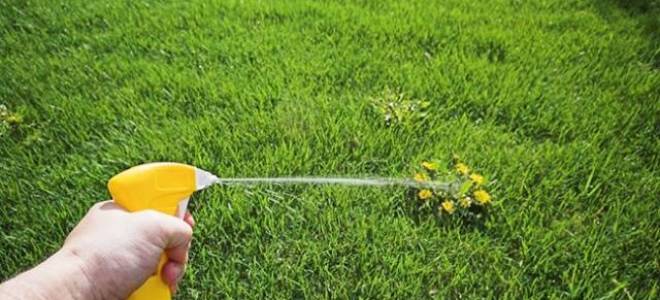 От сорняков уксус + моющее средство