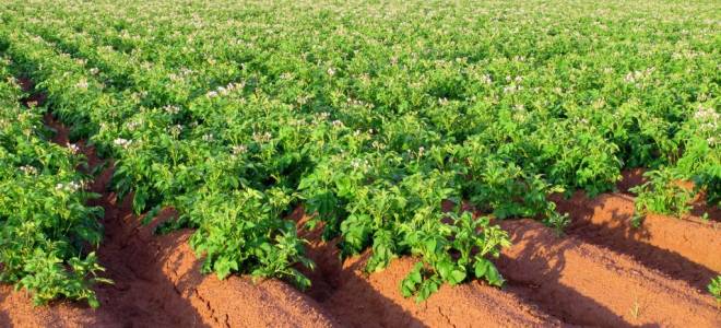 Посадка картофеля по голландской технологии + видео