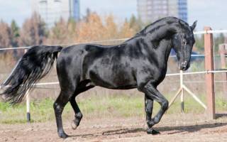 Карачаевская порода лошадей с фотографиями и названиями