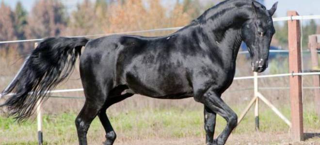 Карачаевская порода лошадей с фотографиями и названиями