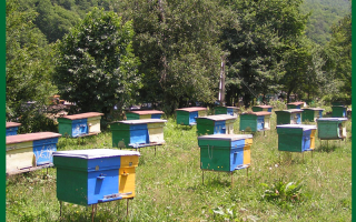 Пчеловодство как бизнес с чего начать как преуспеть выгодно или нет отзывы