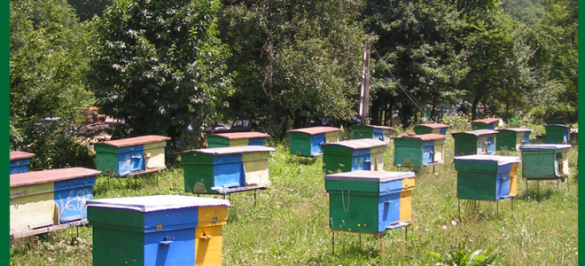 Пчеловодство как бизнес с чего начать как преуспеть выгодно или нет отзывы