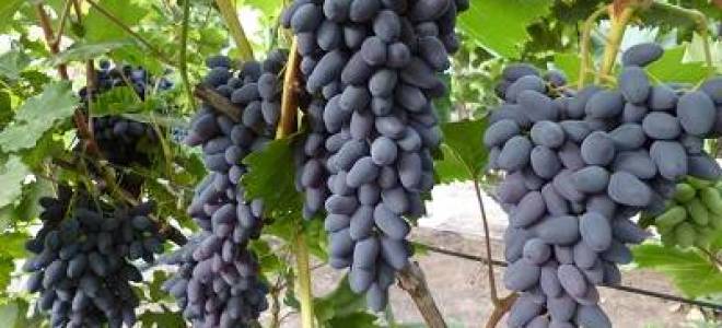Виноград памяти негруля описание сорта фото отзывы