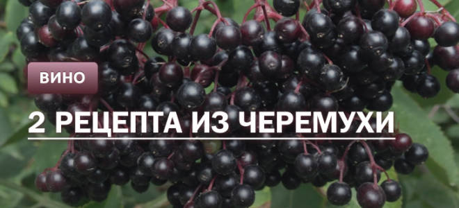 Вино из черемухи в домашних условиях