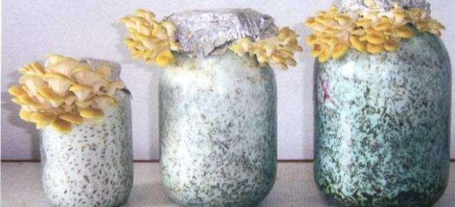 Как сделать мицелий шампиньонов в домашних условиях