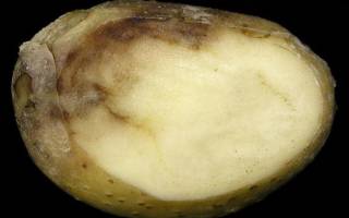Фитофтороз картофеля фото описание меры борьбы