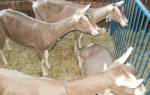 Тоггенбургская порода коз описание + фото
