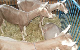 Тоггенбургская порода коз описание + фото
