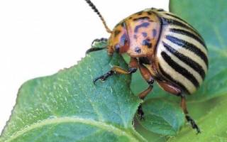 Горчица и уксус против колорадского жука пропорции