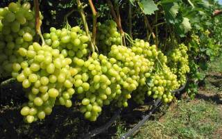 Чем подкормить виноград осенью