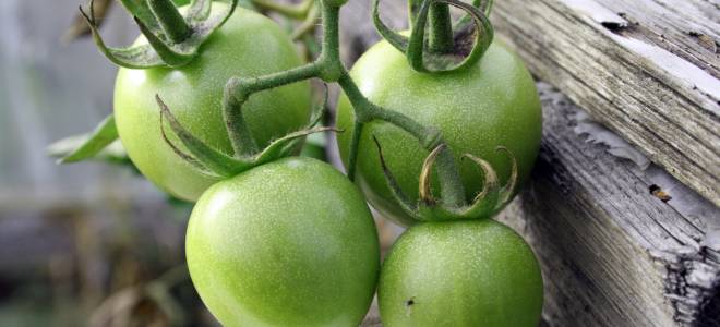 Салат из зеленых помидоров на зиму