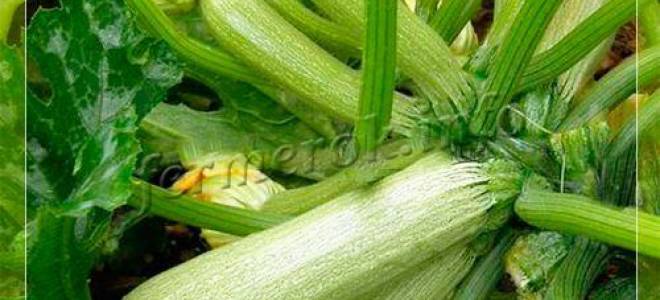 Кабачки кустовые сорта фото семена