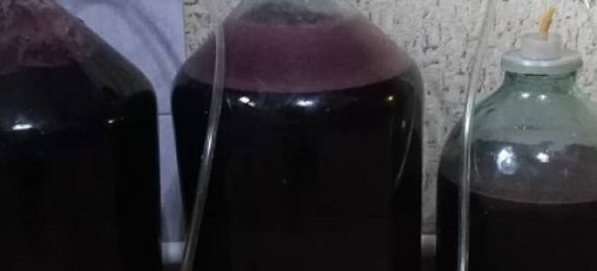 Домашнее вино из винограда изабелла