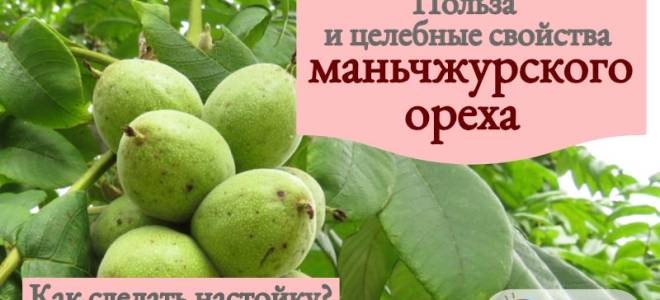 Настойка маньчжурского ореха на водке применение лечебные свойства отзывы