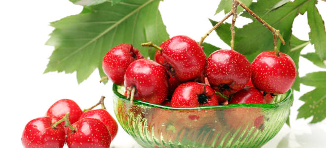 Боярышник заготовка на зиму и способы приготовления