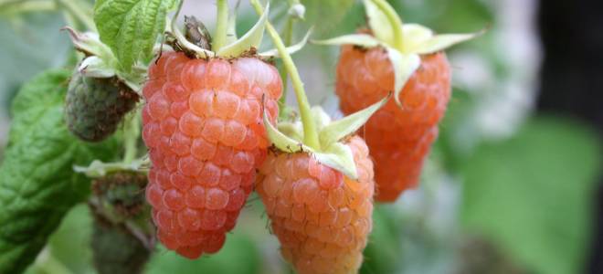 Малина оранжевое чудо описание сорта фото отзывы