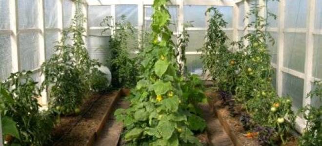 Грядки для огурцов в теплице