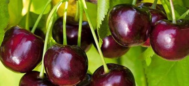 Черешня подарок степанову описание сорта фото отзывы опылители