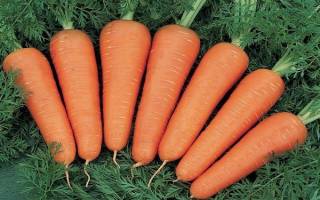 Морковь канада f1 описание фото отзывы