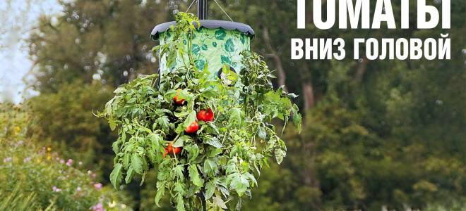 Помидоры в ведрах выращивание вниз головой