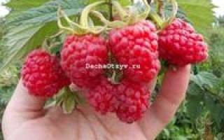 Малина сказка описание сорта фото отзывы