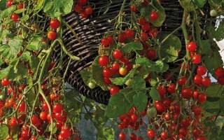 Ампельные помидоры выращивание